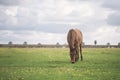 Mule grazing green grass in the meadow on a cloudy day Royalty Free Stock Photo