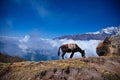 The mule grazing on the ridge in Himalaya mountains