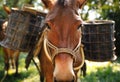 Eye of horse.Eye of mule.The mule has a basket on the back