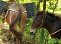 The mule has a basket on the backThe master called you to work Royalty Free Stock Photo