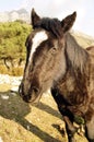 Mule Head in countryside.