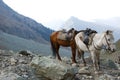 Mule at Himalaya background