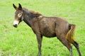 Mule horse pee