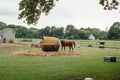 A mule and horse share bailed hay in a pasture Royalty Free Stock Photo