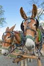 Mule horse team Royalty Free Stock Photo