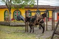 A mule and a horse tied in small town in Colombia in Andes Antioquia