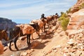 Mule pack train climbes from the bottom of the Grand Canyon Royalty Free Stock Photo