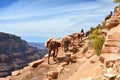 Mule pack train in Grand Canyon Royalty Free Stock Photo