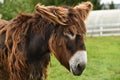 Mule portrait Royalty Free Stock Photo