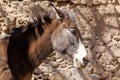 Mule portrait in Moroccan village Royalty Free Stock Photo