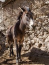 Mule portrait in Moroccan village Royalty Free Stock Photo