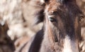 Mule potrait in Moroccan village