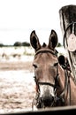 Mule Royalty Free Stock Photo