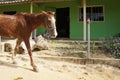 Mule taking a rest on the Lost City Trek, Ciudad Perdida, close to Santa Marta, Colombia Royalty Free Stock Photo