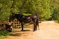 Mule team and driver resting