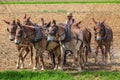 Mule Team Plows Field Royalty Free Stock Photo