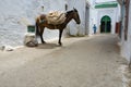 Mule of Tetouan, Morocco Royalty Free Stock Photo