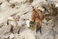 Mule on trail trough Bwahit pass, Simien mountains