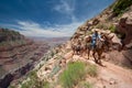 Mule train ascending South Kaibab Trail in Grand Canyon. Royalty Free Stock Photo