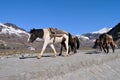 Mule Walk In Mountain.