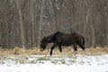 Mule With White Feet In A Winter Pasture