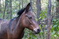 Mule in the Woods Royalty Free Stock Photo