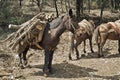 Mule at work Royalty Free Stock Photo