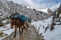 Mules carry equipment along the Salkantay trail to Machu Picchu