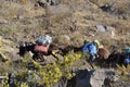 Mules carrying heavy goods at Colca Canyon, Peru