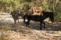 Mules carrying a huge load on a mountain path through pine forest at Samaria gorge, south west part of Crete island