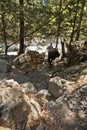 Mules carrying a huge load on a mountain path through pine forest at Samaria gorge, south west part of Crete island