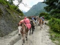 Mules carrying load from Bagarchhap village - Nepal