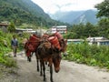 Mules carrying load from Bagarchhap village - Nepal