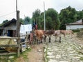 Mules in Chitre - little settlement on way to Poon Hill Royalty Free Stock Photo