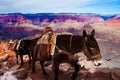 Mules Climbing up with Goods in Grand Canyon National Park in Arizona, USA Royalty Free Stock Photo