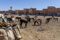 Mules Are Corralled In The Town Of Rissani, Morocco, Africa