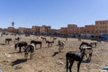 Mules Are Corralled In The Town Of Rissani, Morocco, Africa