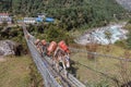 Mules crossing suspenion bridge Royalty Free Stock Photo