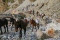 Mules and Donkeys carrying load