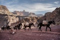 Mules Heading Up South Kaibsb Trail In The Morning