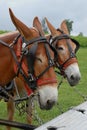 Mules hitched up