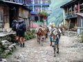 Mules in Jagat village - Nepal Royalty Free Stock Photo