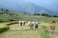 Mules- Load carriers of down valley at Kanthallur