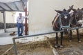 Mules and conductors in Fira Santorini, Greece