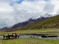 Mules near a small river in the valley of Markah in Ladakh, India. Royalty Free Stock Photo