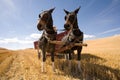 Mules pull a hay wagon