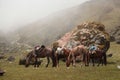 Mules on Salkantay Mountain trek Royalty Free Stock Photo