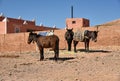 Mules, Moroccan lifestyle