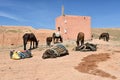 Mules in Morocco