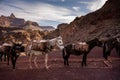 Mules Taking a Break On South Kaibab Trail On Their Way Up From The Grand Canyon Royalty Free Stock Photo